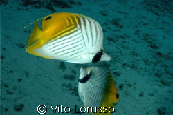 Fish by Vito Lorusso 